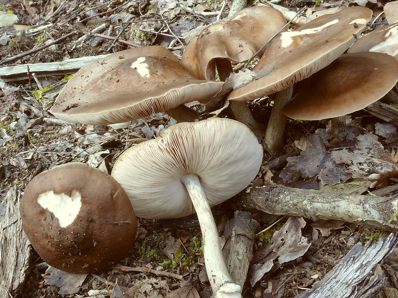 P1130921 PluteusCervinus cc crp